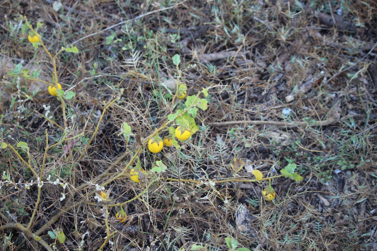 Solanum insanum L.